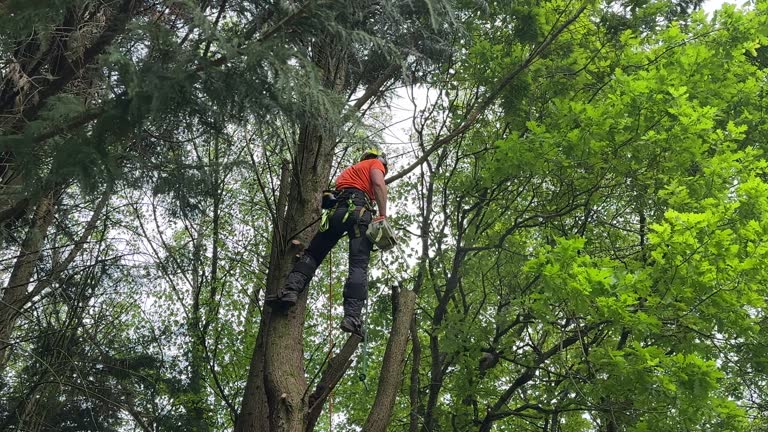 Best Leaf Removal  in Raven, VA